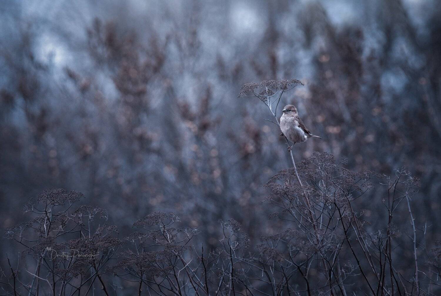 природа, лес, животные, птицы, Дмитрий Посевич