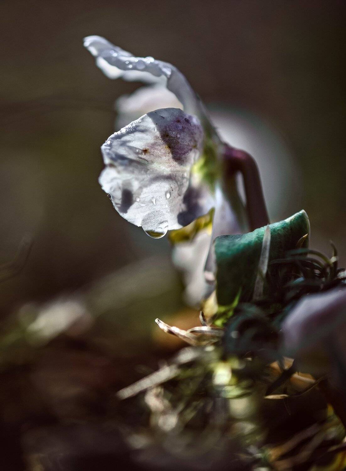 природа, макро, весна, морозник, Неля Рачкова