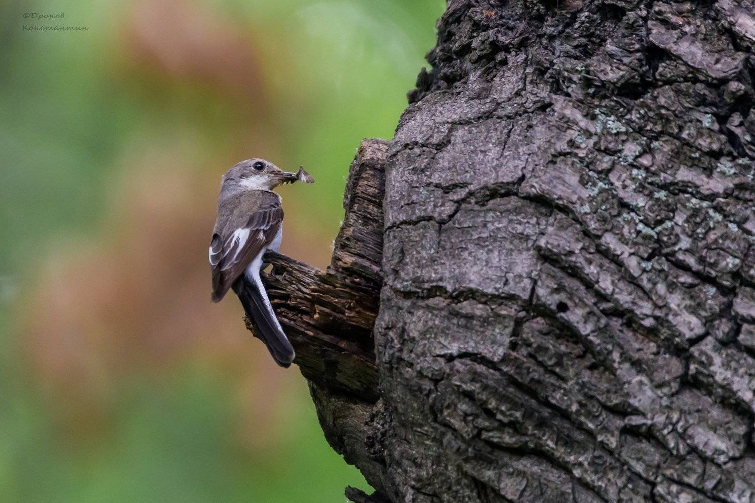 Птицы, ФотоОхота, Белошейка, Мухоловка, Дронов Константин