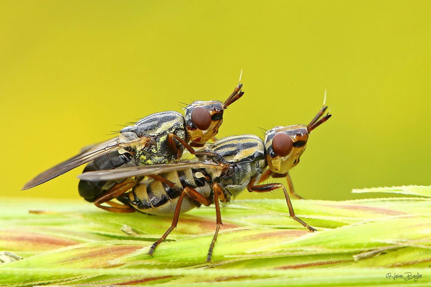 #mating#fly#macro#northcyprus, Hasan Baglar