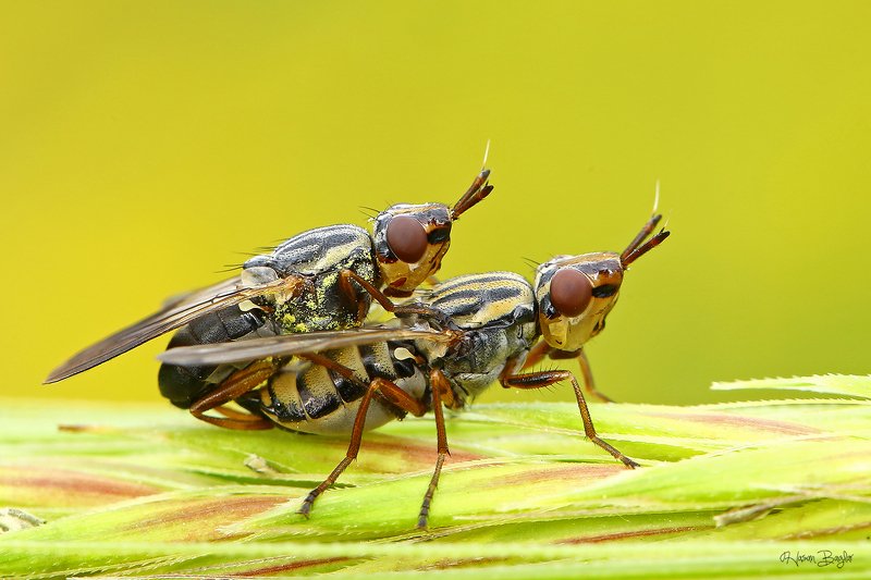 #mating#fly#macro#northcyprus Perfect Love фото превью