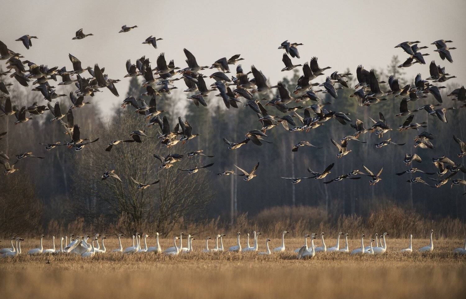 , Юрий Кулаков