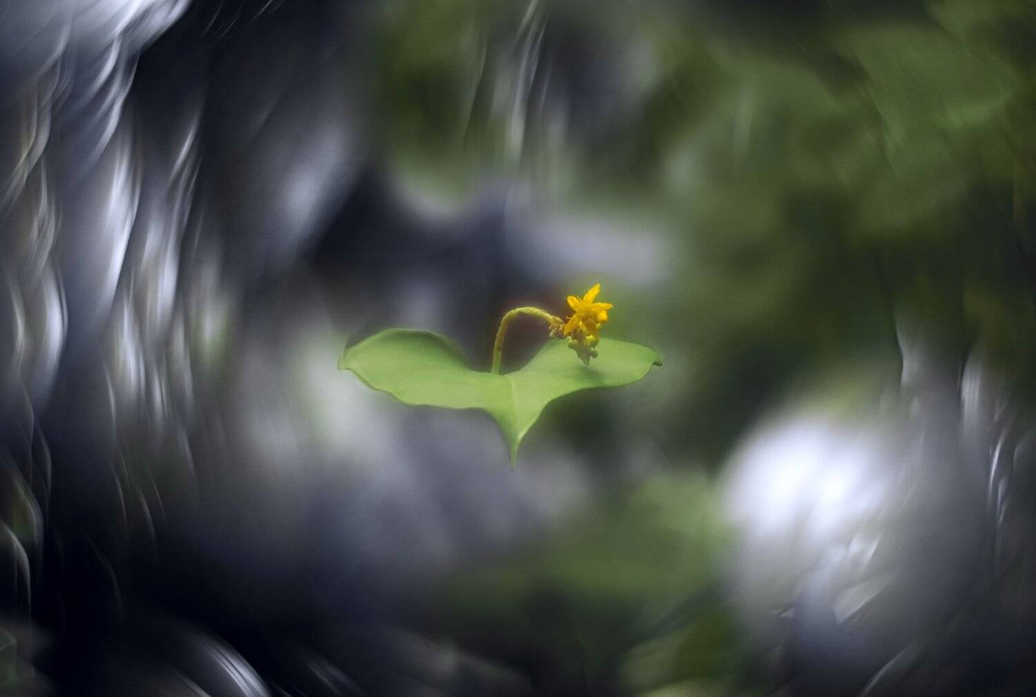 макро,природа,лето,цветы, Sixten ( Сергей )