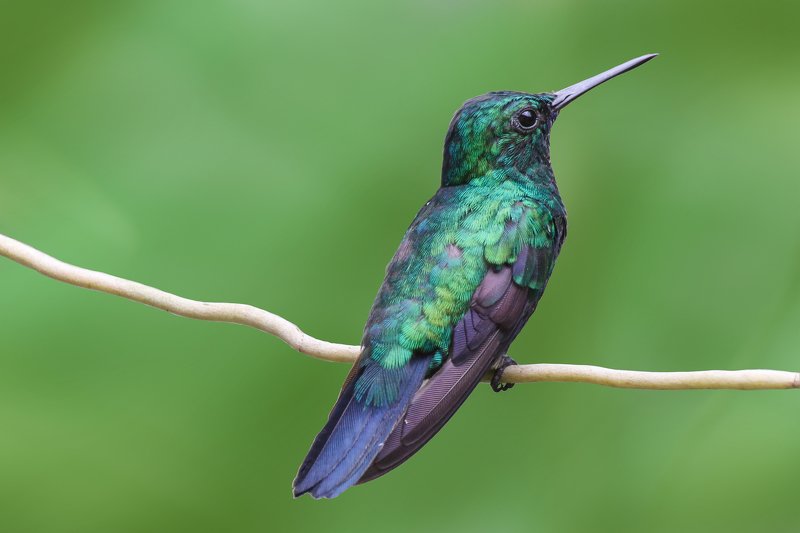 abaetetuba;pará;brazil;amazon Resting фото превью