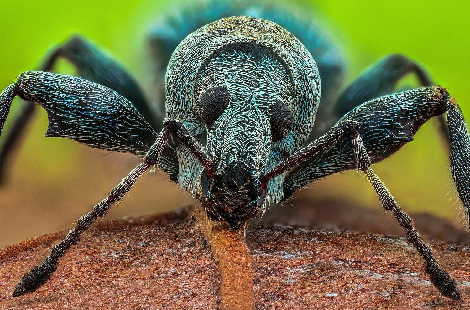 ceclii, macro, nikon d3400, lomo 3.7, Tsvetan Ganev