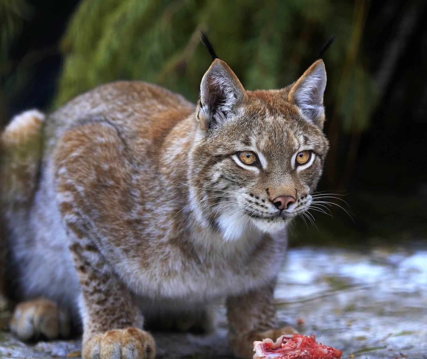 , Олег Богданов
