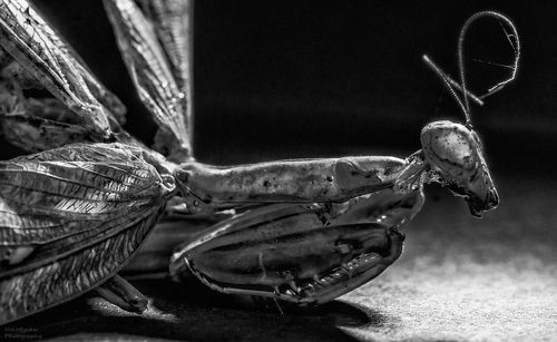 Экзоскелет