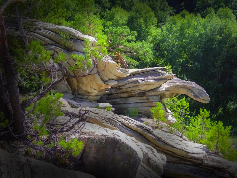 черепаха черепаха фото превью