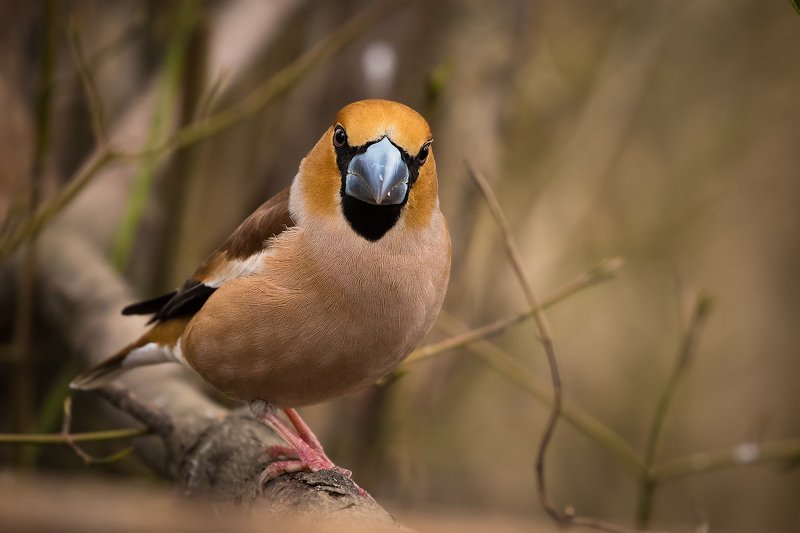 Hawfinch фото превью