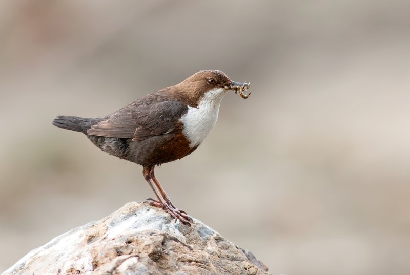 Оляпка фото превью