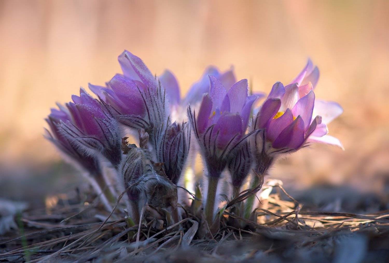 весна, цветы, сон-, трава, Галанзовская Оксана