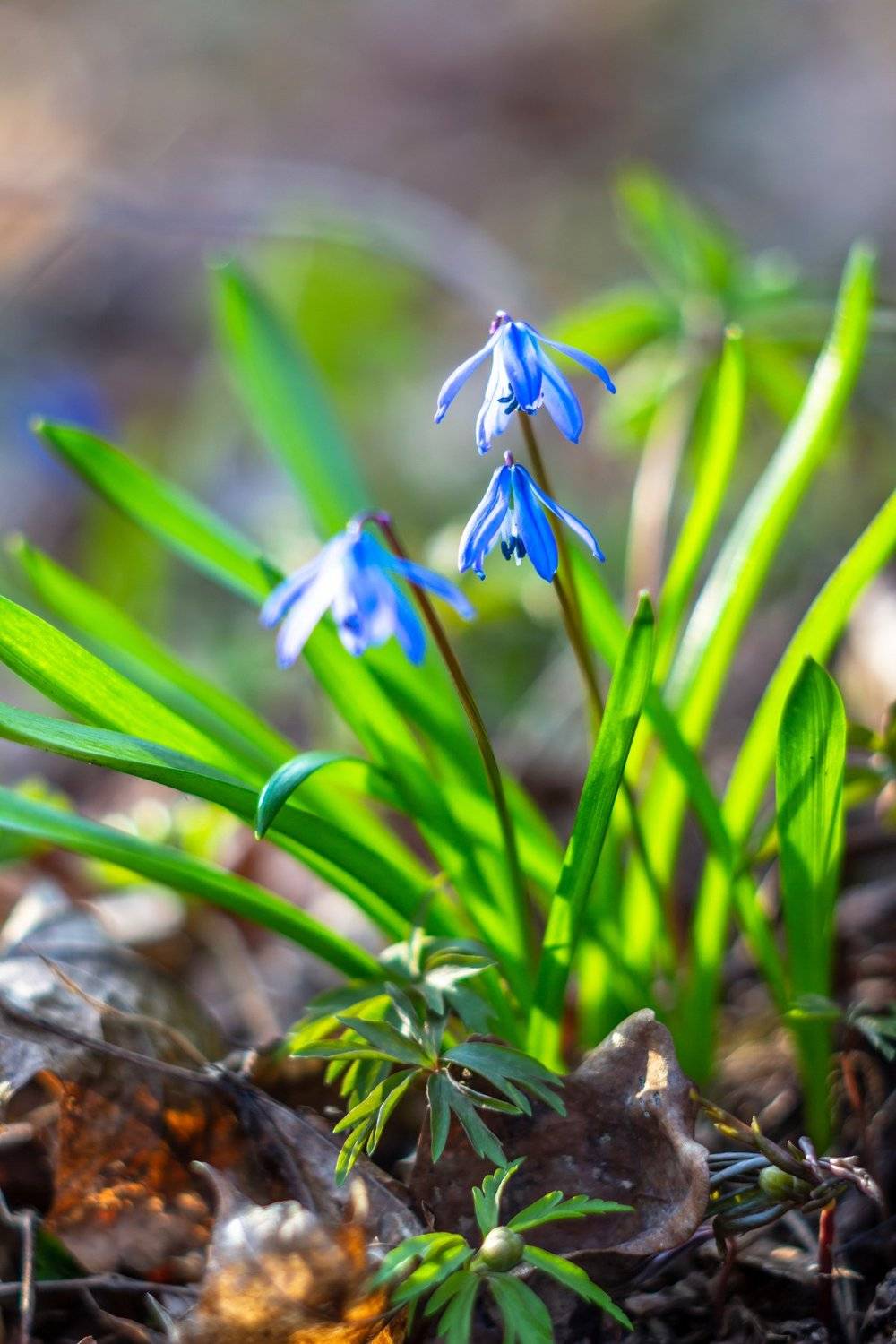 пролески, подснежники, первоцветы, лес, воронежский заповедник, весна, Руслан Востриков