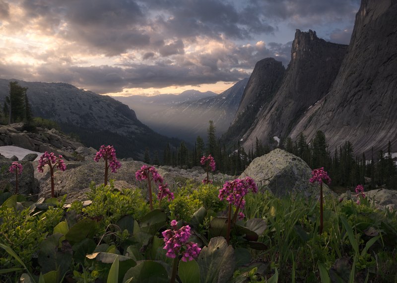 Purple Guardian фото превью