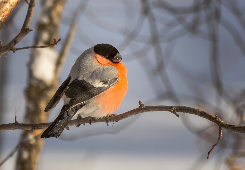 птица, снегирь, самец, красногрудый.. фото превью