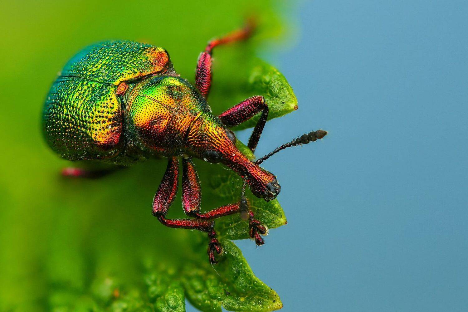 жук,макро,природа,усы,цвет,зеленый,растение,голубой, Андрей Шаповалов