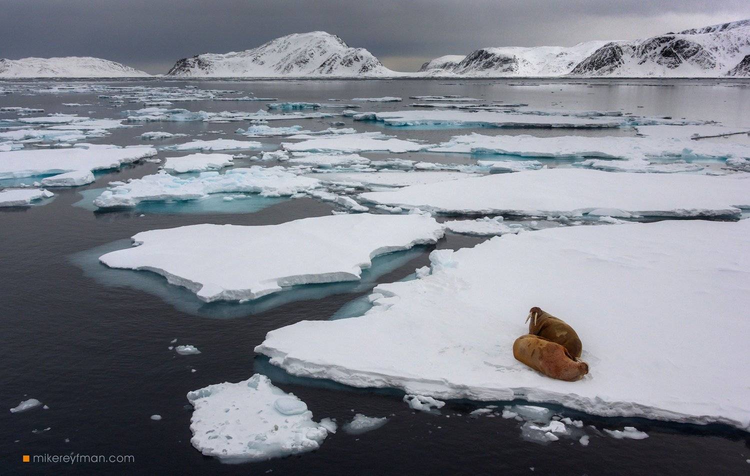 walrus, ice, glacier, nature, svalbard, cold temperature, snow, outdoors, expedition, arctic, north, wild, spitsbergen, monaco glacier, liefdefjorden, archipelago, death to coronavirus, death to covid-19, Майк Рейфман