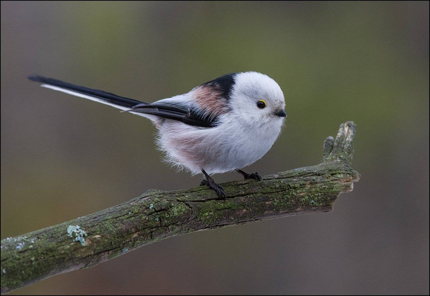 длиннохвостая синица,ополовник,бор, Иван