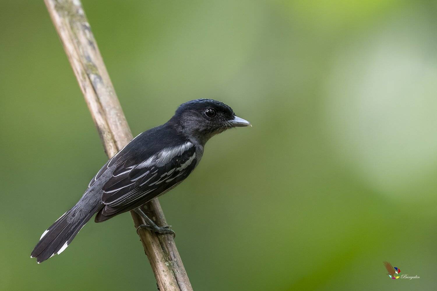 , Fernando Burgalin Sequeira