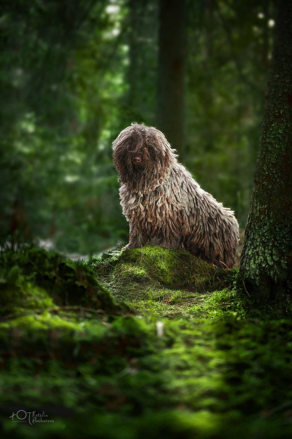 , Наталия Поникарова