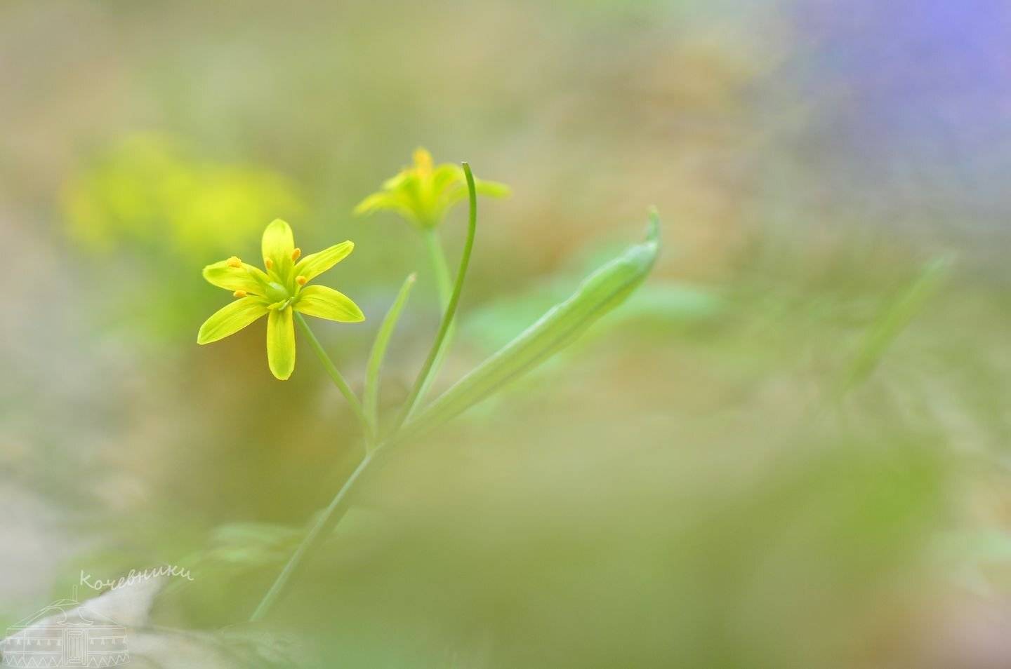 первоцветы, цветы, гусиный лук, весна, макросъемка, Юлия Абрамова