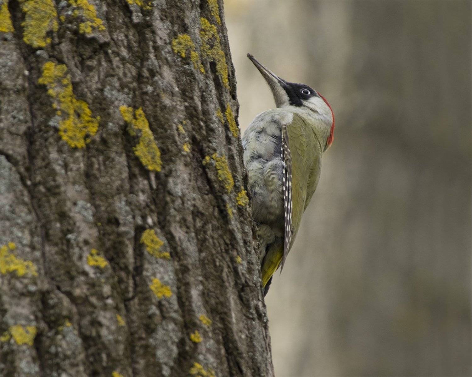 , Евгени Стефанов