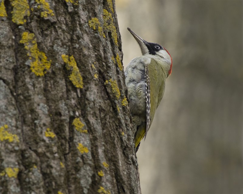 Зеленый дятел фото превью
