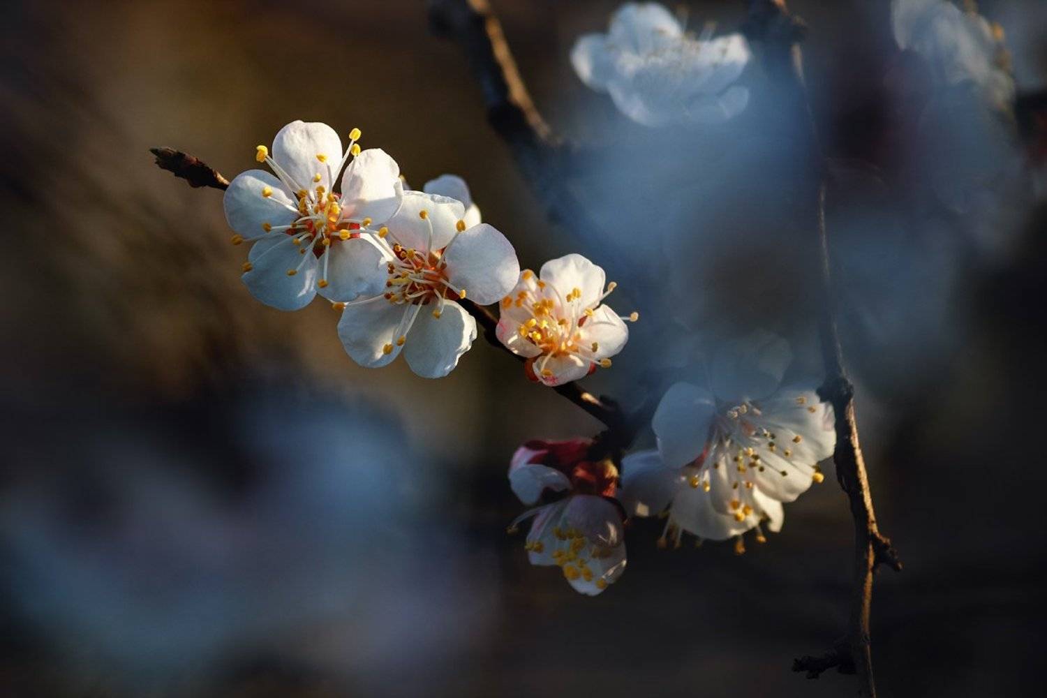 canon 55-250, beautiful, красивый, moment, момент, nature, природа, spring, весна, весенний, blossoming, цветущее, tree, дерево, apricot, абрикос,, Наталья Терентьева
