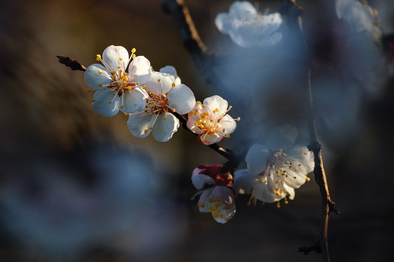 canon 55-250, beautiful, красивый, moment, момент, nature, природа, spring, весна, весенний, blossoming, цветущее, tree, дерево, apricot, абрикос, Весь мир тихонько просыпается от сна... фото превью