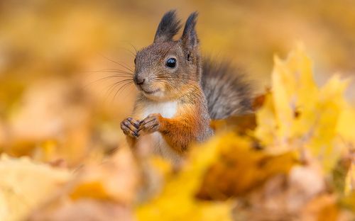 Хорошее настроение.