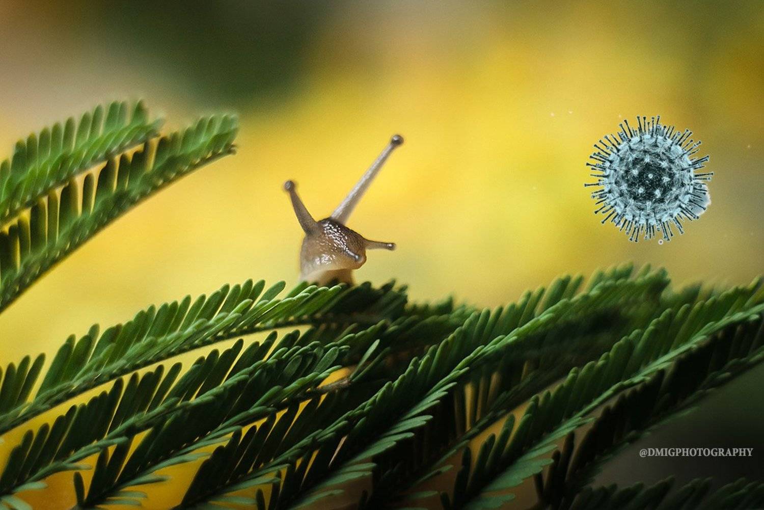 макро, природа, коронавирус, берегиприроду, улитка, , Дмитрий Гусалов