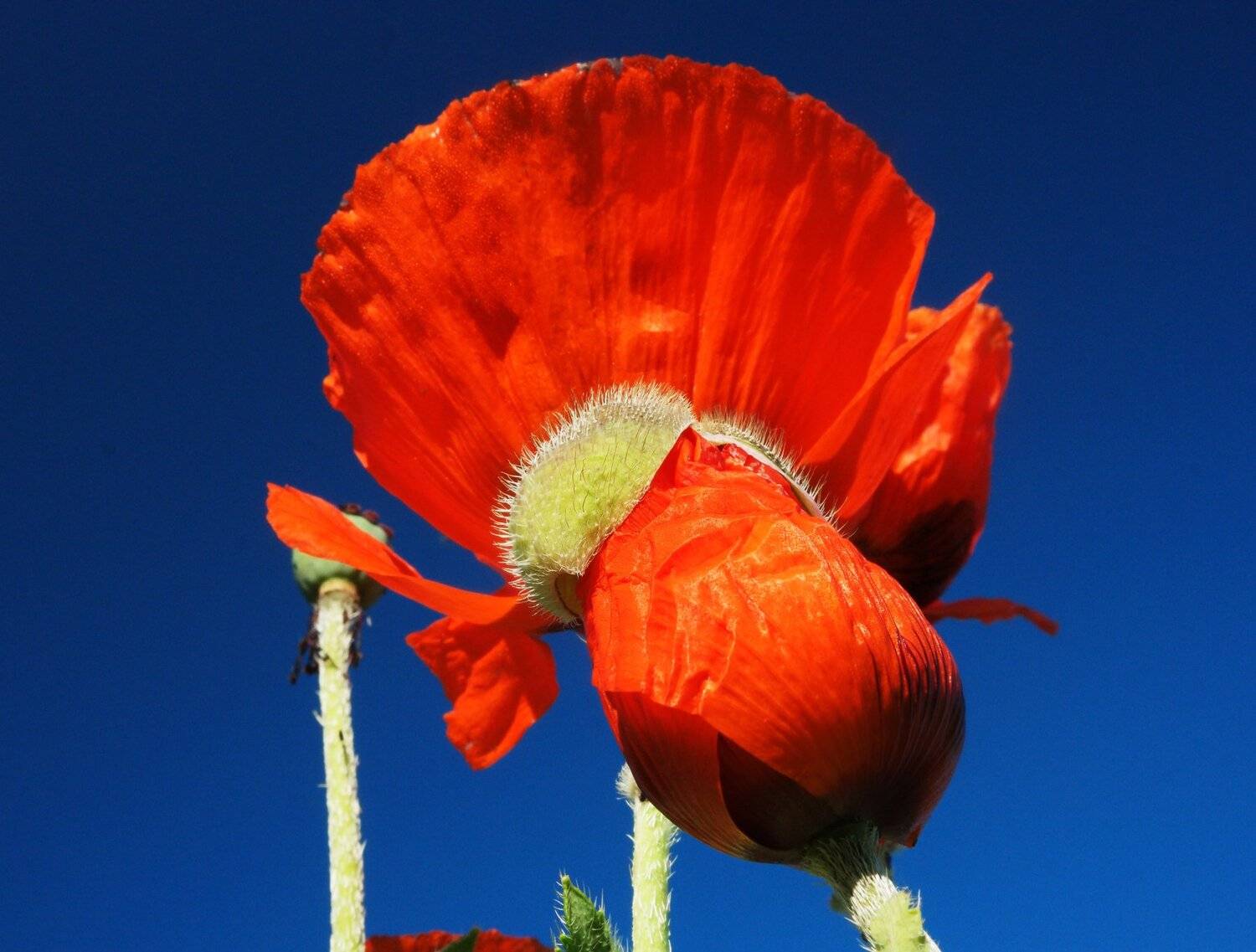 Мак, цветок, красный, синий, раскрывающийся, распаковка, упаковка, лепестки, Дмитрий Ткаченко