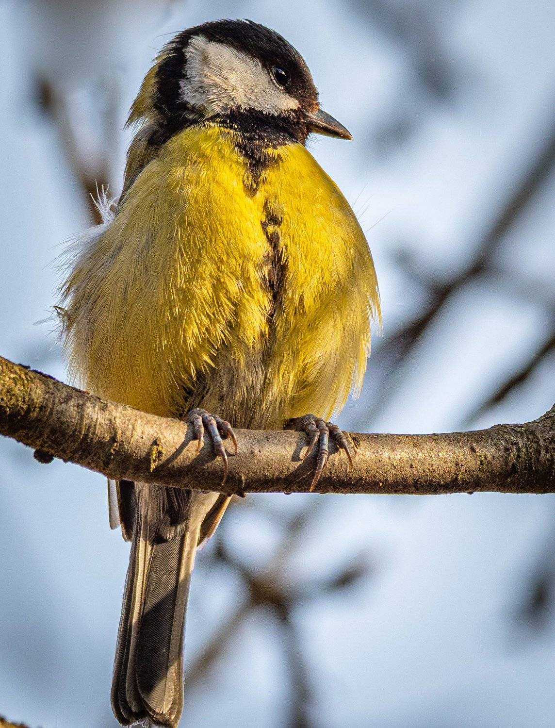 , Курлянцев Алексей