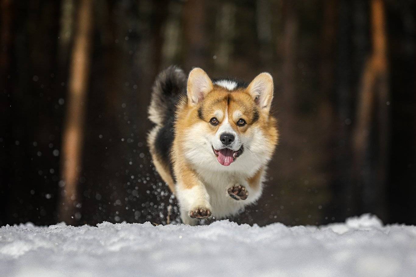 , Андрей Ершов