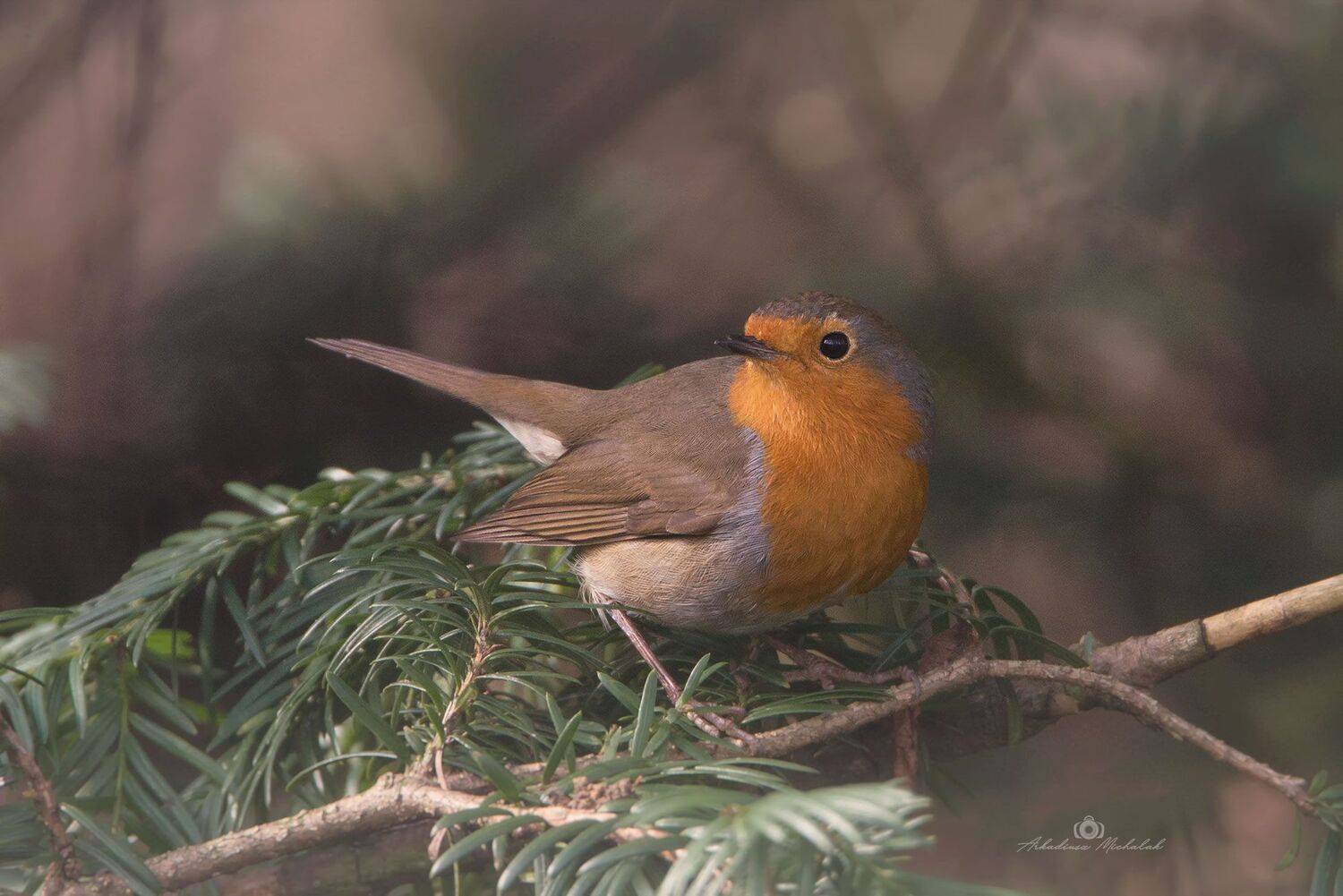 , Arkadiusz Michalak