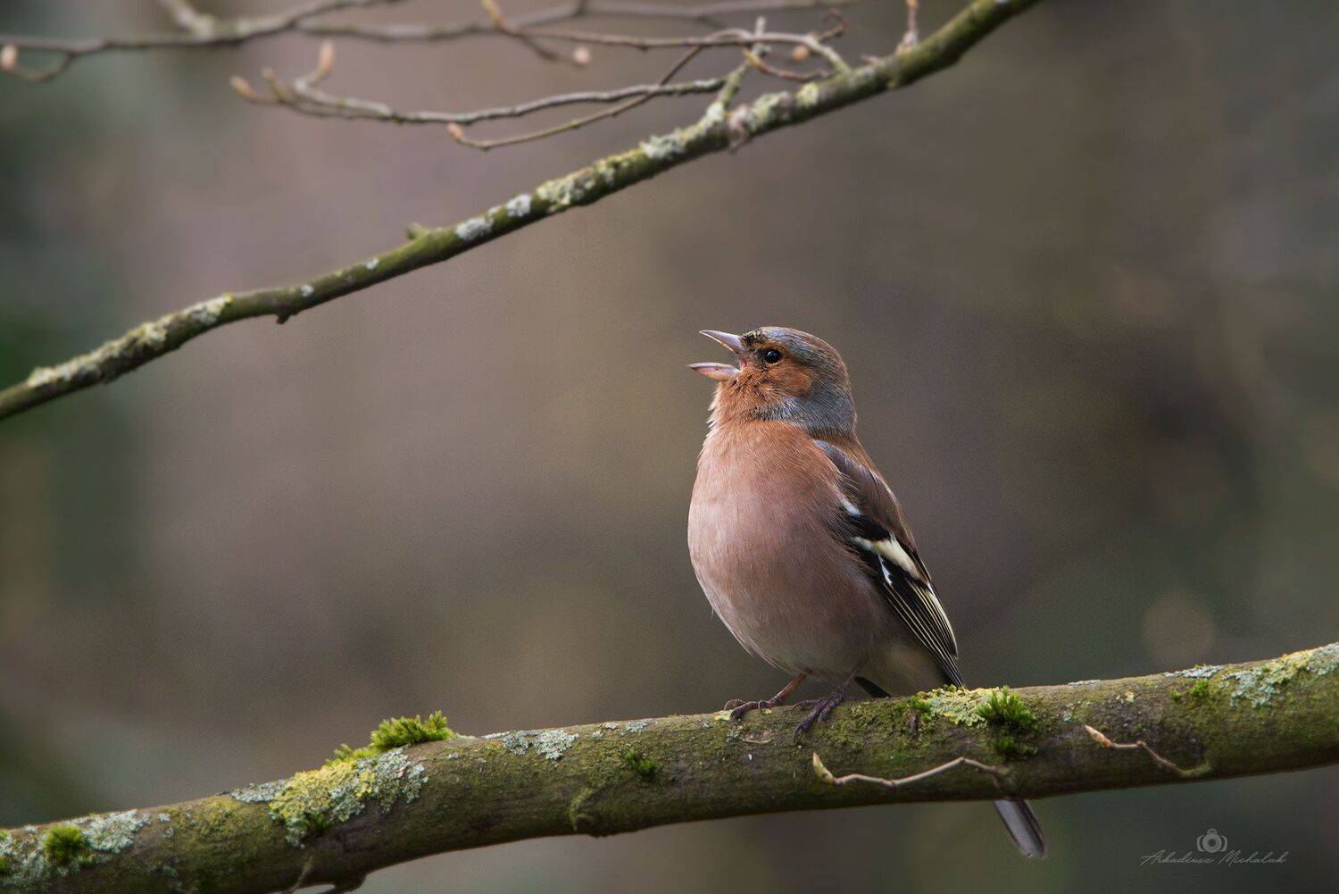 , Arkadiusz Michalak