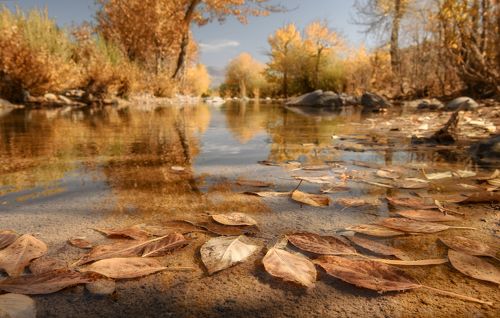 Листья осени.