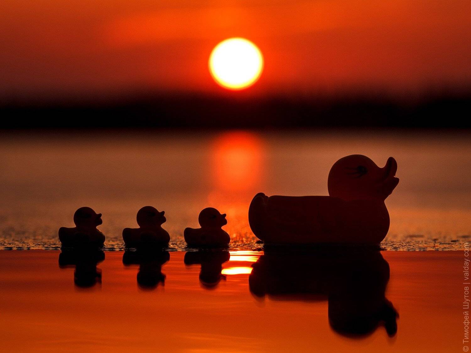 , Тимофей Шутов