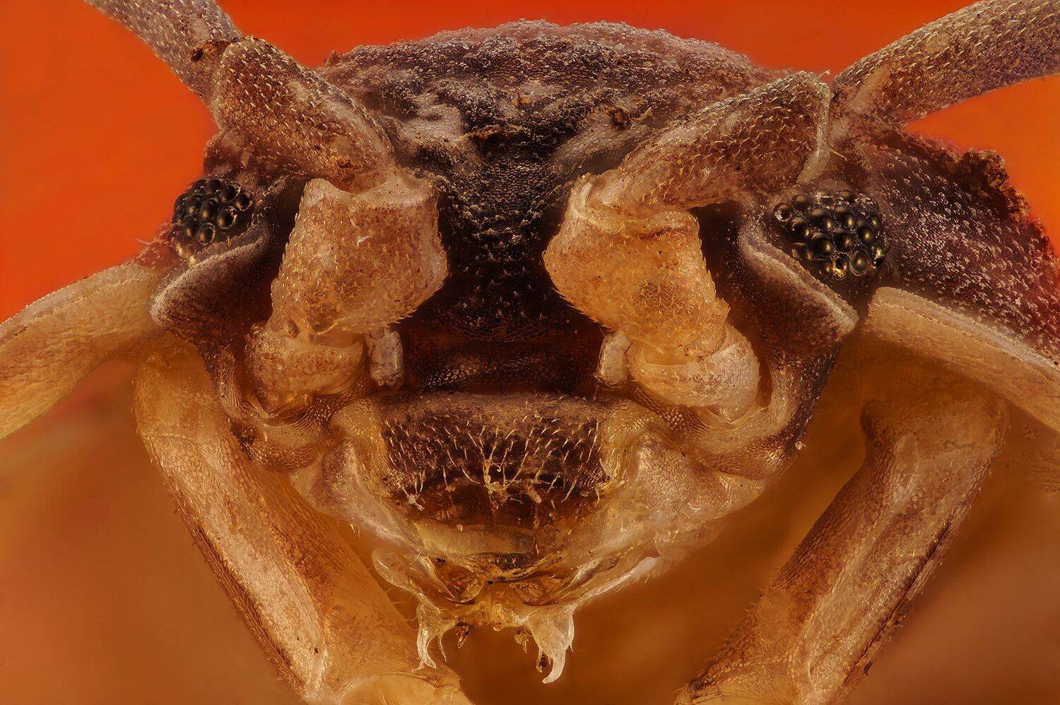 насекомое макро супермакро nikon cfi plan achromat 10x, Борис Фотомания