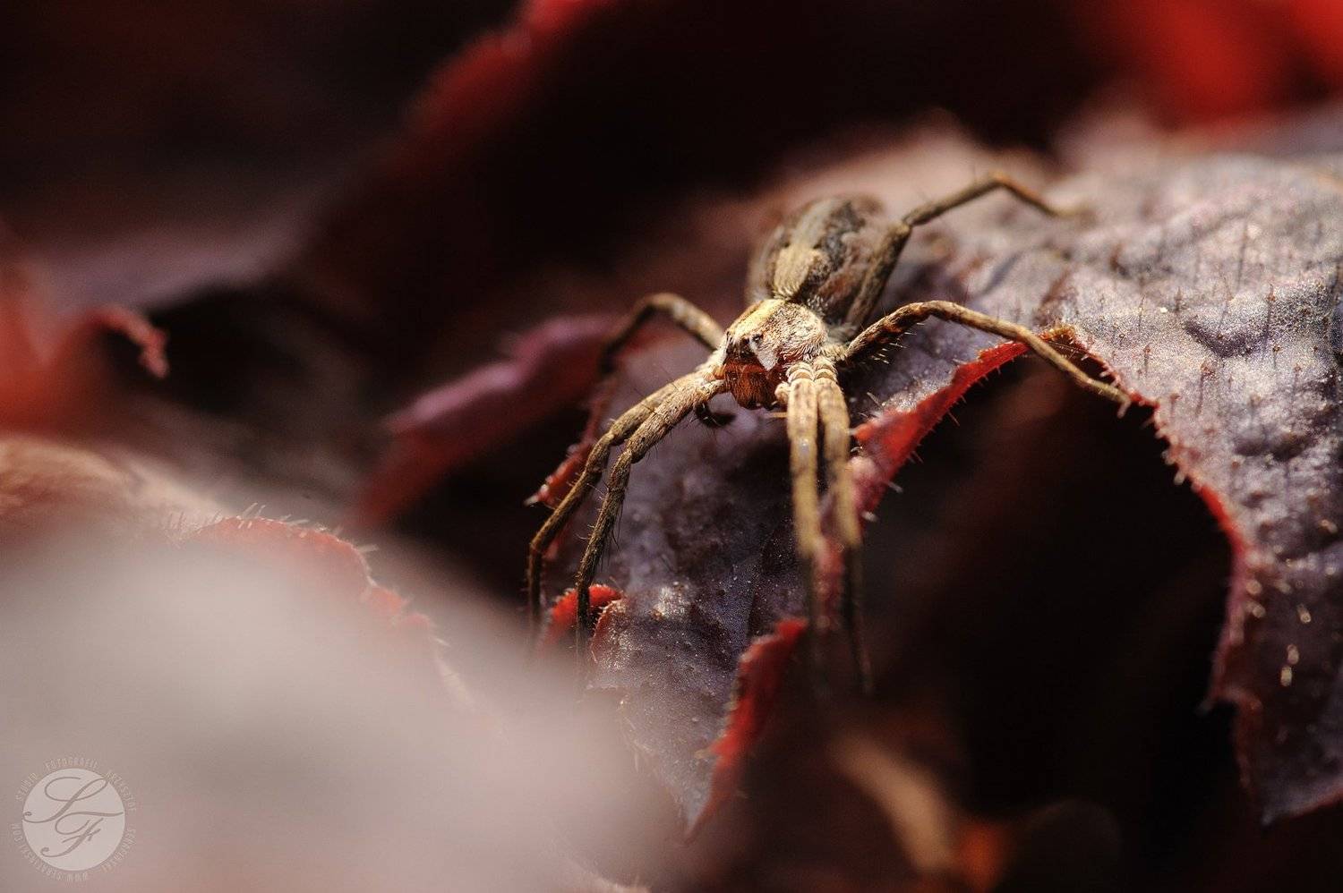 Tokina, Nikon, , Krzysztof Serafiński