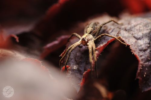 Spider