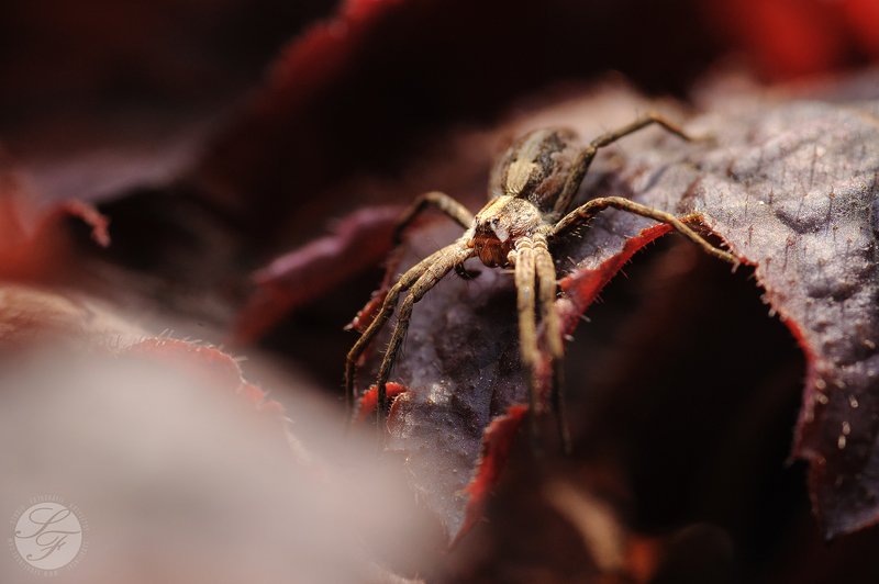 Tokina, Nikon,  Spider фото превью