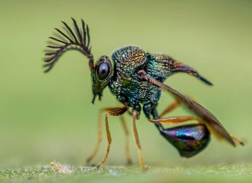 Parasitic wasp