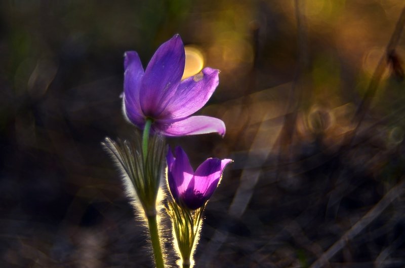 природа, весна, пробуждение, цветы, свежесть, волшебство, сон-трава, первоцветы Сон-трава фото превью