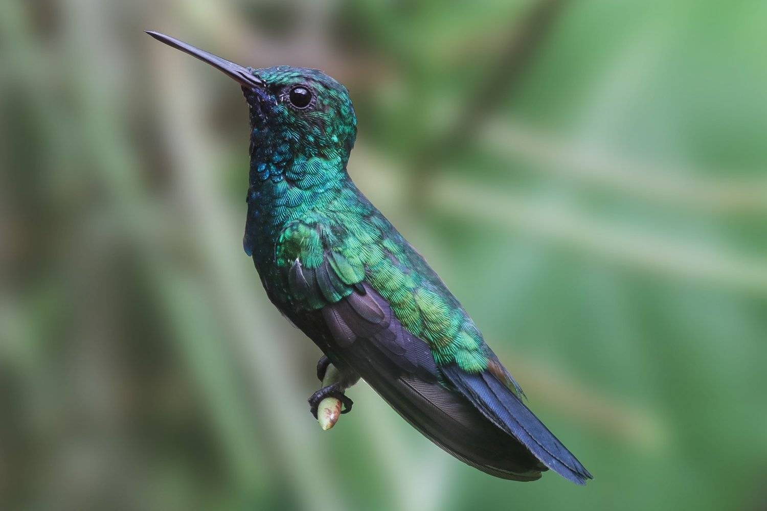 abaetetuba;par&aacute;;brazil;amazon, Rui Santos