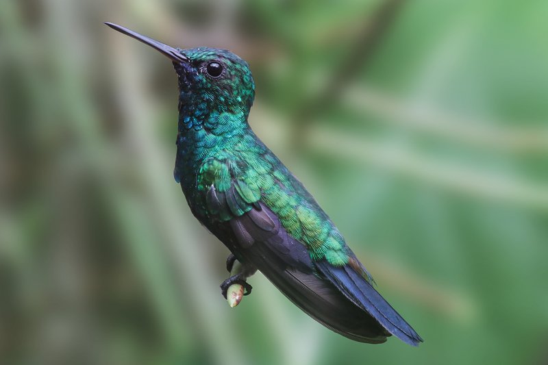 abaetetuba;pará;brazil;amazon Resting фото превью