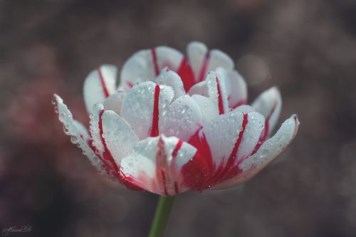 Тюльпановые зарисовки