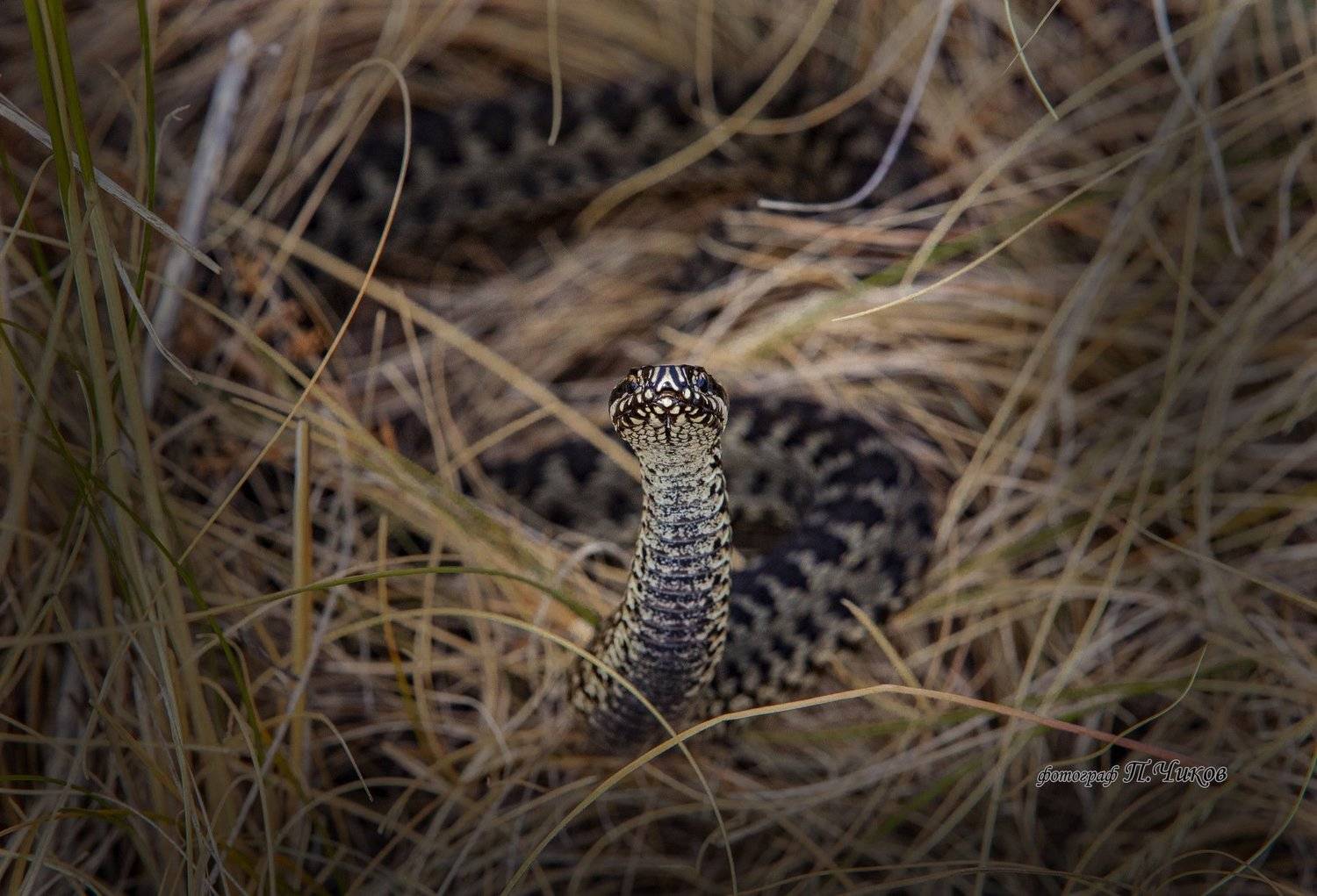 гадюка, петр чиков