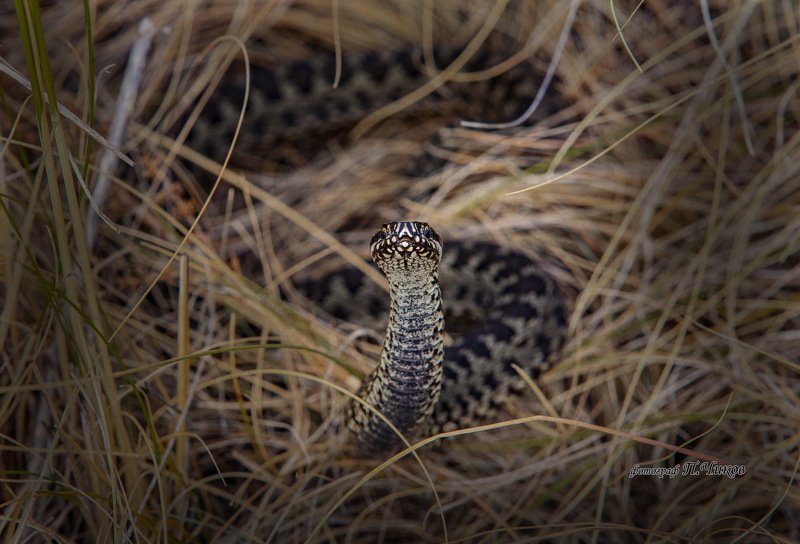 гадюка гадюка фото превью