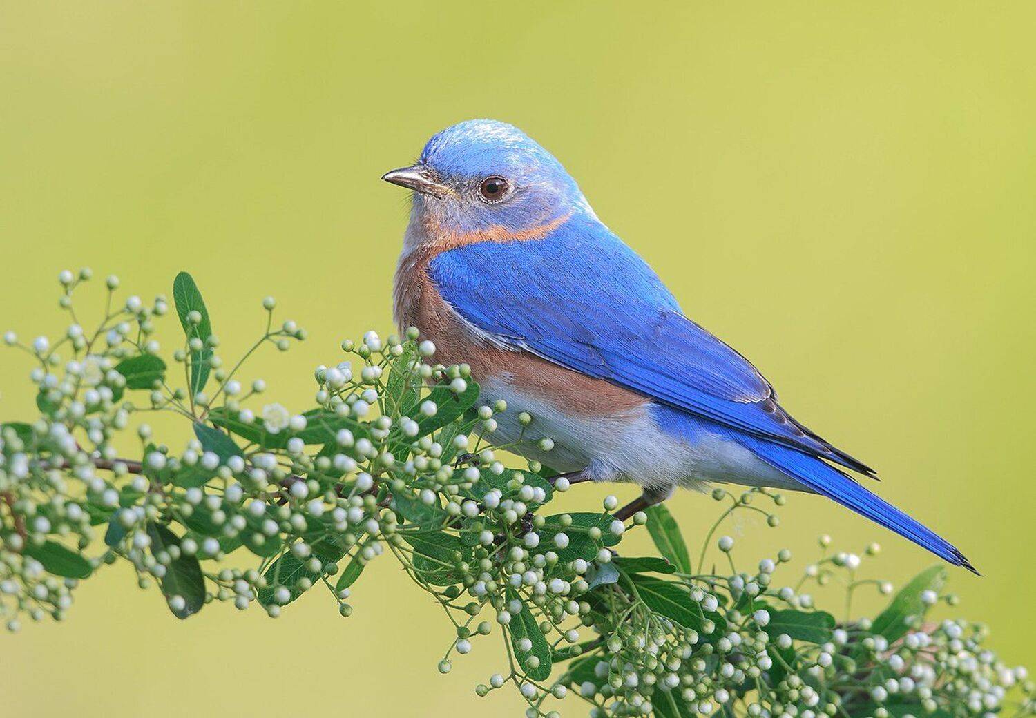 восточная сиалия, eastern bluebird,bluebird, Elizabeth Etkind
