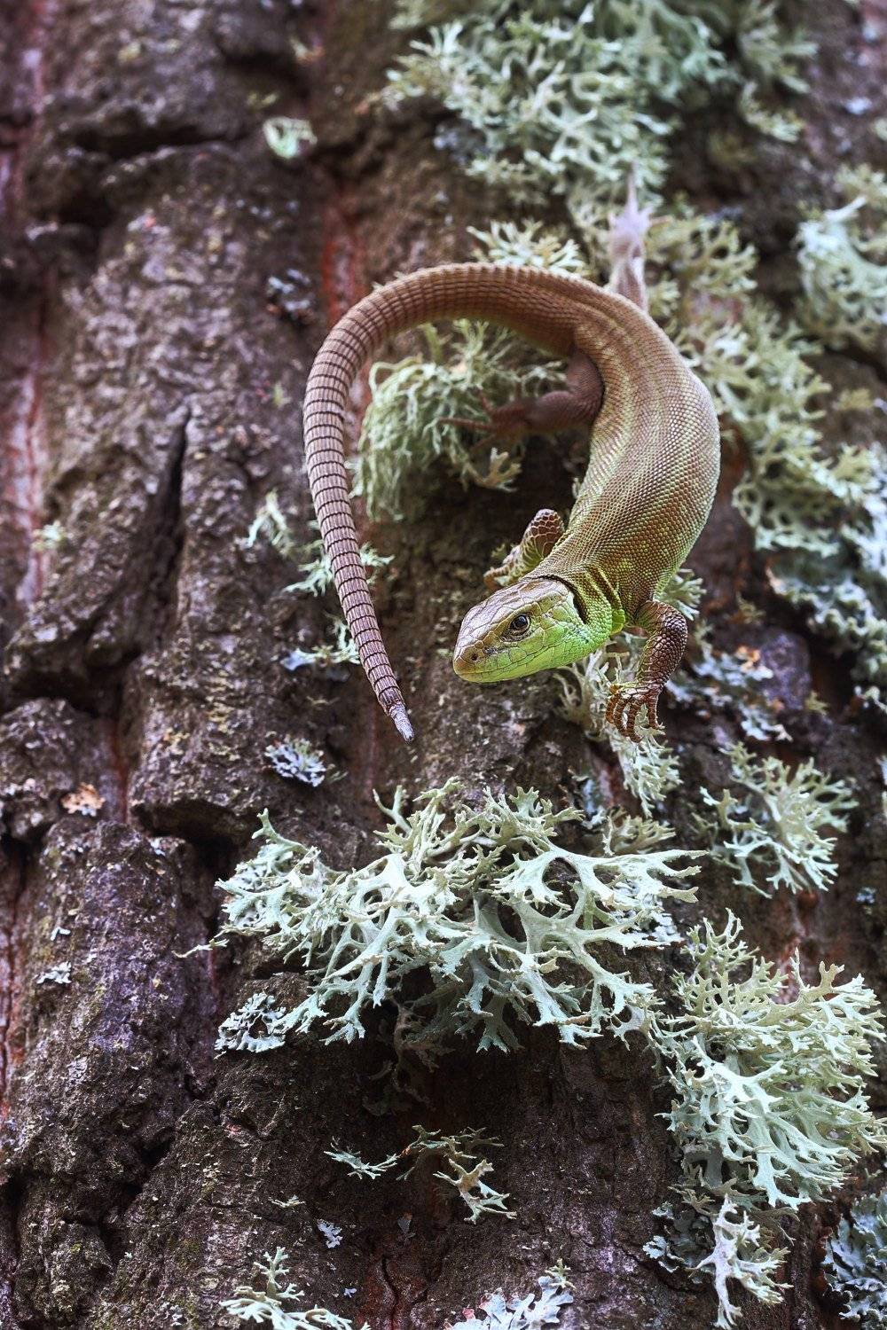 прыткая, ящерица, lacerta, agilis, эверния, сливовая, evernia, prunastri, дубовый, мох, самарский, лес, Sergii Markov